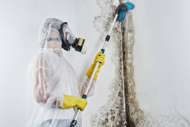 Best Attic Mold Removal  in White Sands, NM