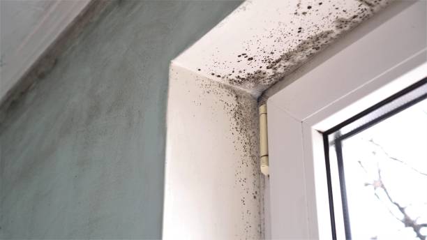Best Black Mold Removal  in White Sands, NM