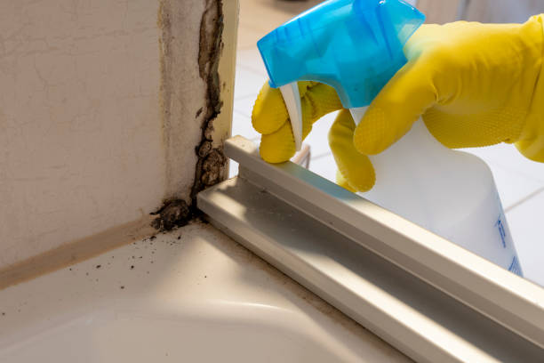 Best Mold Cleaning Services  in White Sands, NM