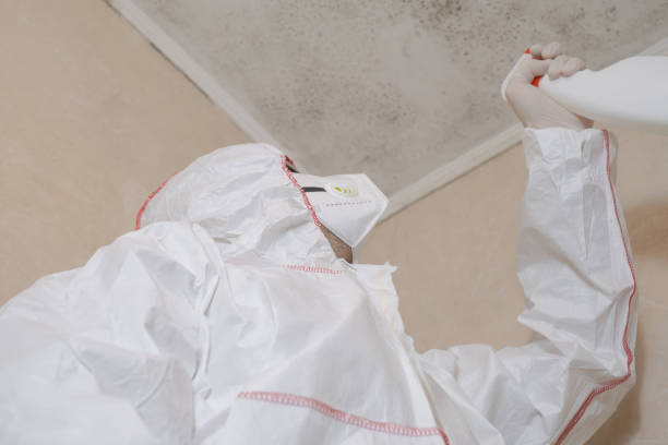 White Sands, NM Mold Removal Company