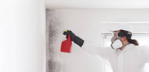 Best Black Mold Removal  in White Sands, NM