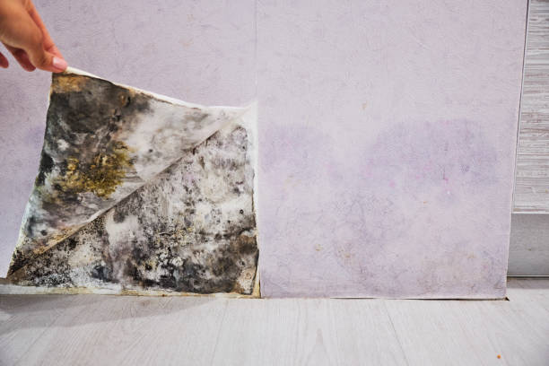 Best Mold Removal Process  in White Sands, NM